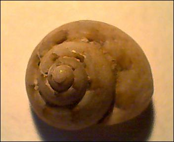 Gibbula da determinare